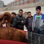 Porodica dve godine mislila da odgaja mastifa - a onda su otkrili da uopšte nije pas