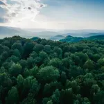 Studija pokazuje usporavanje smanjenja prašuma