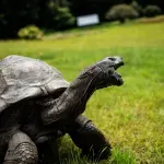 Najstarija kornjača na svetu je i dalje živa, uprkos glasinama o njenoj smrti - uživa na ostrvu