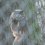 Slike obezglavljenih golubova iz zoo-vrta na Paliću uznemirile javnost: Kamere snimile timaritelje da su ih uneli, ostali bez posla, kažu - nameštaljka