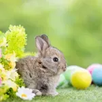 Kako je zec postao jedan od simbola Uskrsa