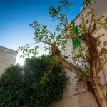 Drvo koje ne treba saditi pored kuće: Može da izazove više štete nego što mislite