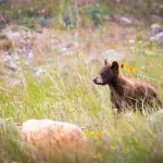 Medved primećen u Severnoj Makedoniji: Meštani upozoreni da mu ne nude hranu i ne prave nagle pokrete
