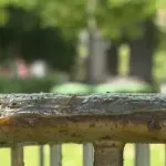 U Pionirski park i dalje se ne može: Tu su korov, đubre i oni koji se predstavljaju kao studenti