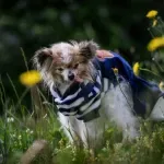 Lazar, verovatno najstariji pas na svetu, uginuo sa 30 godina i pet meseci
