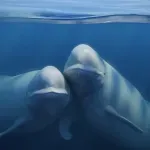Beluga kitovi kao slonovi i majmuni vole ogledala