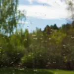 Suzbijanje komaraca u Beogradu sa zemlje i vode u petak
