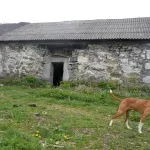 Kuća koja ćuti: Porodični dom Milovana Đilasa zarastao u korov, korišćen i kao štala