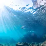 Najjasniji pogled na jednu od najređih životinja dubokog okeana (VIDEO)