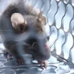 Hantavirus nije poput koronavirusa: Virusolog Milanko Šekler objasnio kako dolazi do zaraze
