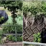 Gotovo 100 škola zatvoreno u japanskom gradu zbog medveda, raste broj napada nakon zimskog sna