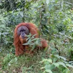Ekstremne padavine u Indoneziji prošle godine ugrozile opstanak najređih velikih majmuna
