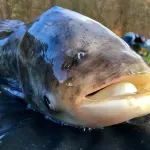 "Grdosija": Nišlija ulovio tolstolobika teškog skoro 50 kilograma, borba trajala 15 minuta
