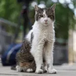 Mačak Lari ispratio i šestog premijera, čeka sedmog