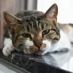 Naučnici osmislili jednostavan trik za komunikaciju sa mačkama