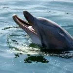 Delfin kod Zadra priredio nesvakidašnji prizor - igrao se loptom sa kupačima (VIDEO)
