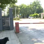 Zatvorena stočna pijaca u Obrenovcu zbog afričke kuge svinja