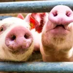 Virus afričke kuge svinja širi se Srbijom: Pojačane mere kontrole - gde su najveća žarišta