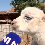 Plavooka albino beba alpaka - zvezda farme egzotičnih životinja u selu kraj Ćuprije