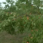 Dobar rod i niska otkupna cena kajsije: "Nema ozbiljnije zarade, pokrivamo samo troškove"