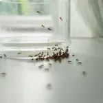 Zašto se pojavljuju mravi u kući?