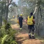 Vatra se tokom noći razbuktala na Stolovima, vatrogasci brane četinarsku šumu