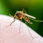 Koji su simptomi groznice Zapadnog Nila i šta su saveti nadležnih institucija