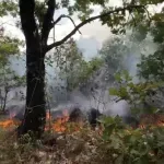 Eastern Serbia wildfires under control, ministry says