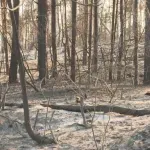 Situation in Deliblato Sands stable but challenging; EU Ambassador to N1: Help must be requested to be provided