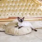 Na čemu ne bi trebalo da štedite ako imate kućnog ljubimca