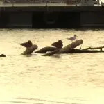 Iz kanala DTD u Novom Sadu izronio i "stojadin" (VIDEO)