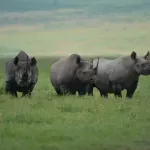 Posle tri decenije crni nosorozi se vraćaju u dolinu Zambezi