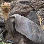 "Vanzemaljske kornjače" vratile su se na Galapagos, gde su izumrle još u 19. veku