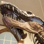 Analiza fosilnog zuba otkrila da je Tiranosaurus reks bio toplokrvan