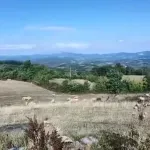 Seoski život uz subvencije - da li podsticanje selidbe iz grada ima ekonomskog smisla