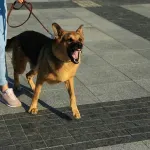 Psi ne laju bez razloga - nekim ljudima posebno ne veruju