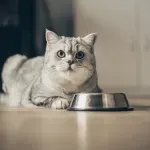 Pet namirnica koje mogu biti zdrav dodatak ishrani mačke