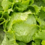 Čak ni tri puta oprana salata možda nije ni približno čista koliko mislite, upozoravaju stručnjaci