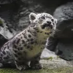 Mladunče snežnog leoparda staro samo tri meseca uspavano u Škotskoj zbog neizlečive bolesti