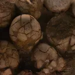 Fosilizovana jaja najvećih poznatih dinosaurusa pronađena na neočekivanom mestu