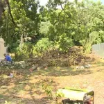 ZLF: SNS pokušava da na Košutnjaku poseče ogroman deo šume