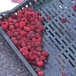 Maline iz Srbije zaustavljene u Francuskoj zbog previše kadmijuma