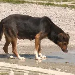 Krivična prijava protiv žene zbog sumnje na ubijanje lutalica zatrovanom hranom u okolini Aleksinca