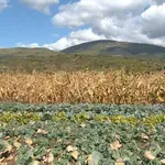 Kako će suša uticati na cene poljoprivrednih proizvoda i šta da očekuju poljoprivrednici?
