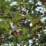 Počinje berba višanja na jugu Srbije, voćari nezadovoljni cenom