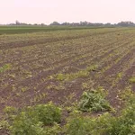 Vraćeno u posed više od 700 hektara državnog poljoprivrednog zemljišta u Sirigu i Čeneju