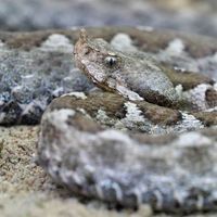 Saveti stručnjaka: Kako prepoznati otrovnice i kako izbeći napad zmije