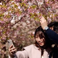 U Tokiju deset dana ranije počela sezona cvetanja trešnje