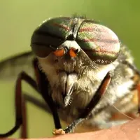 Da li Evropi preti invazija nove vrste insekata – njihov ubod je veoma bolan