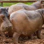 Kako je Eskobarov zoološki vrt poremetio ekosistem u Kolumbiji